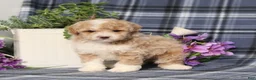 Miniature Poodle dogs for sale: Tobias  - Ad 3