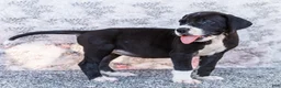 Great Dane dogs for sale: Fern - Ad 4
