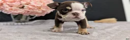 English Bulldog dogs for sale: Zeus - Ad 7