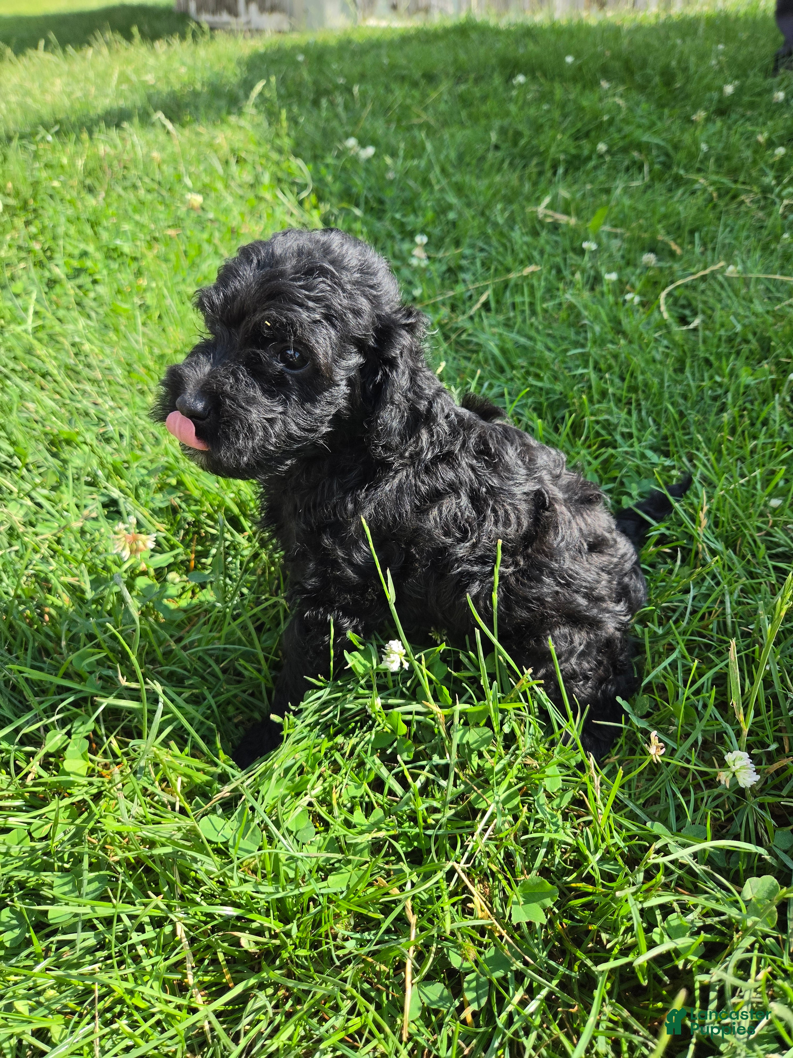 Cavapoo dogs Onyx - Ad 2