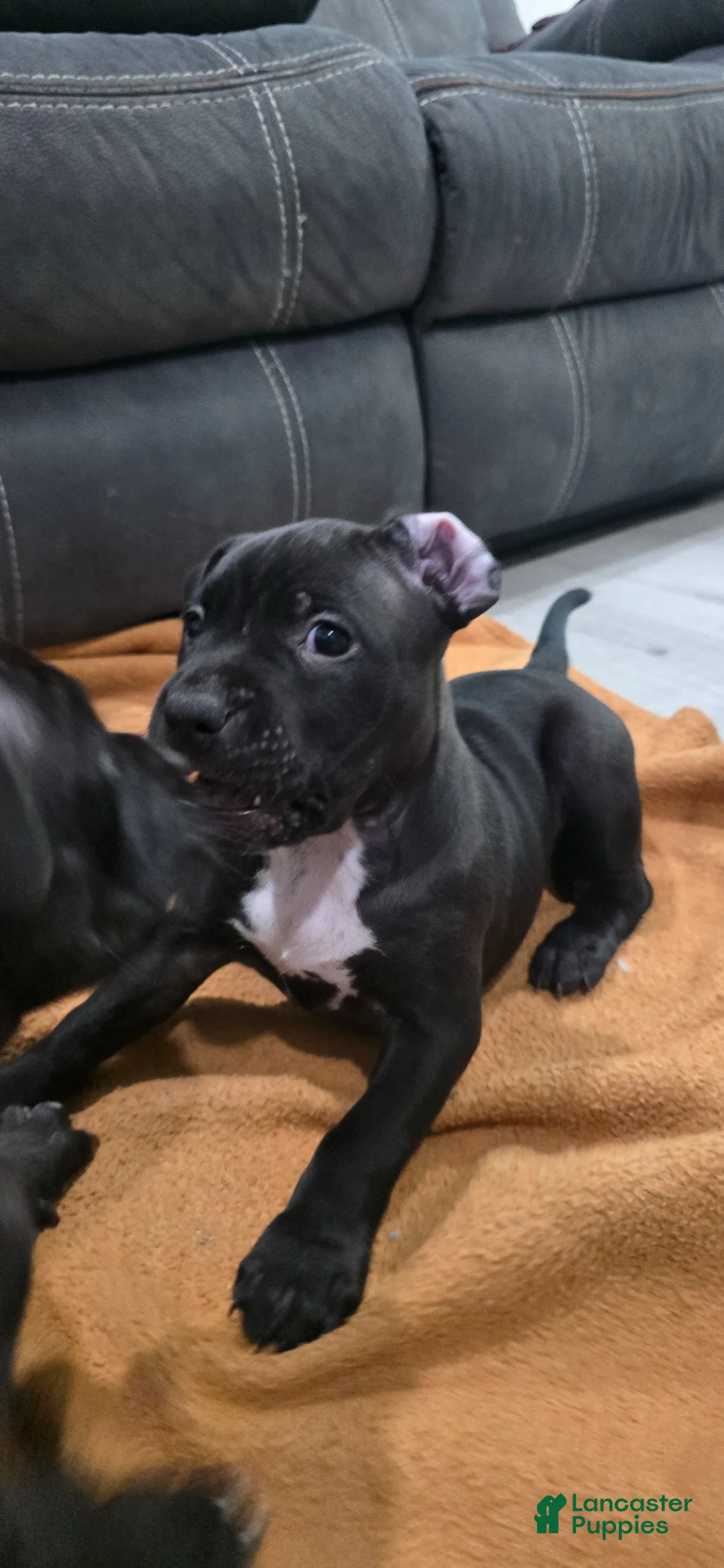 American Pit Bull Terrier dogs for sale: American Pit Bull Terrier Puppy 1 - Ad 8