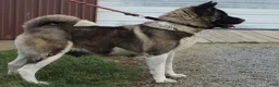 Akita dogs for sale: Akita 2 - Ad 6
