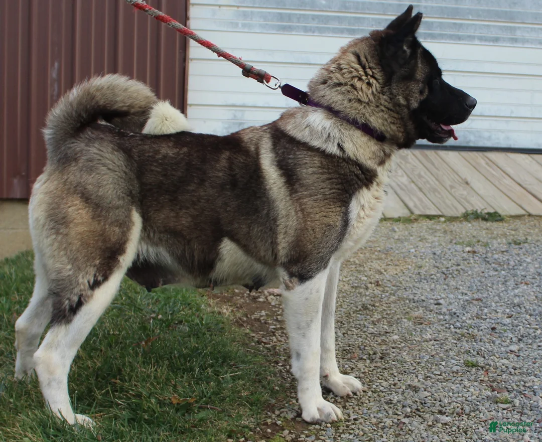 Akita dogs for sale: Akita 2 - Ad 6