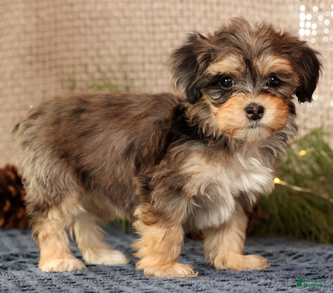 Havapoo dogs for sale: Paisley - Ad 7