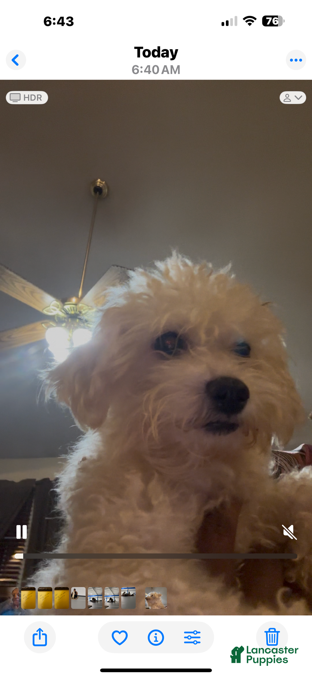 Maltipoo dogs for sale: Maltipoo Puppy 3 - Ad 4