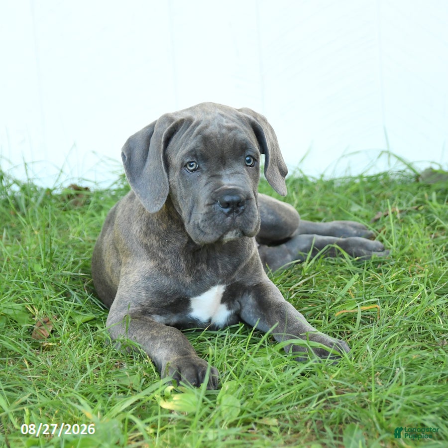 Cane Corso dogs Raven - Ad 2