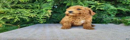 Mini Bernedoodle dogs for sale: Blake - Ad 5