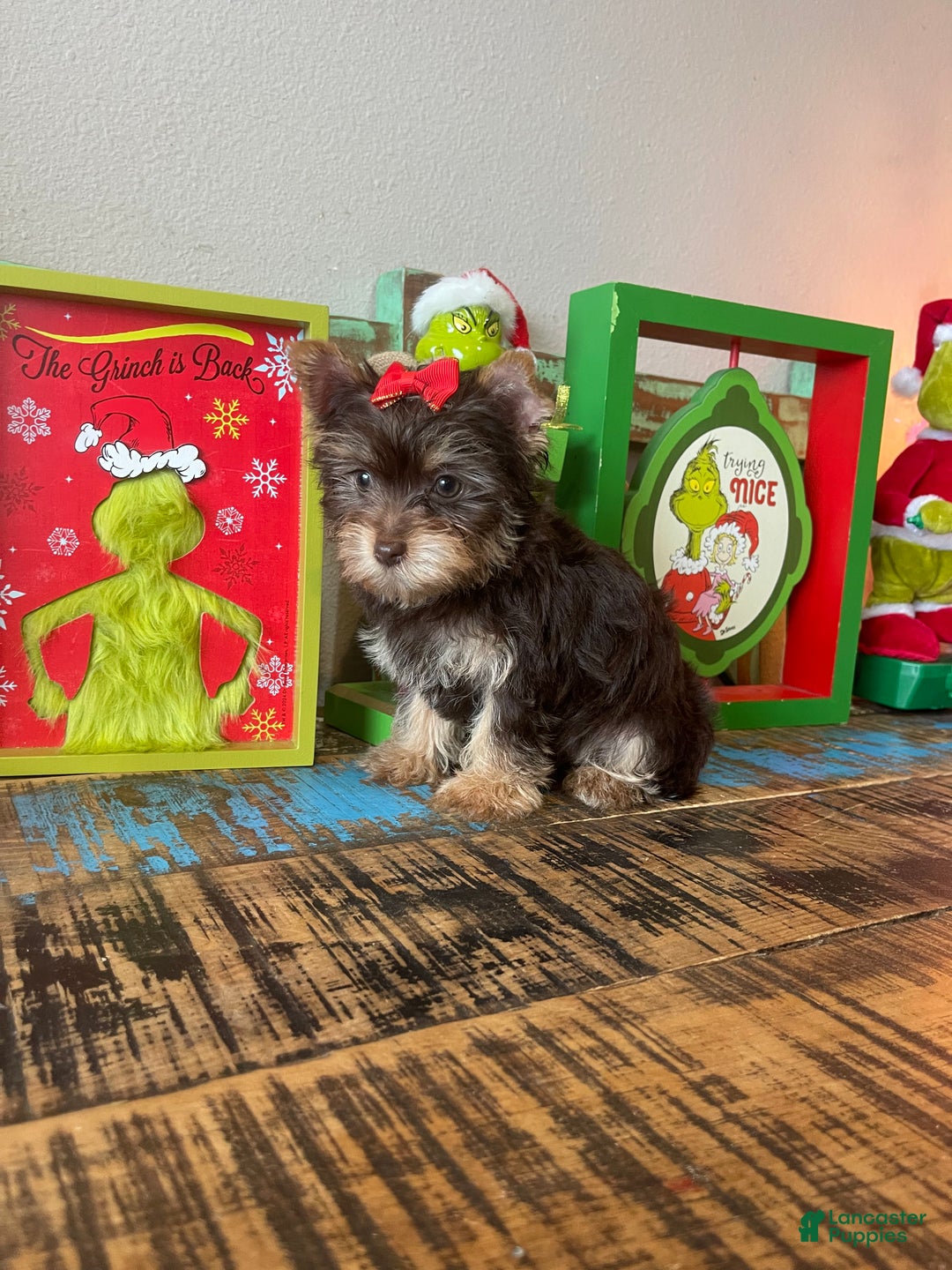 Yorkshire Terrier dogs for sale: Chocolate Yorkie Ready To Go - Ad 7