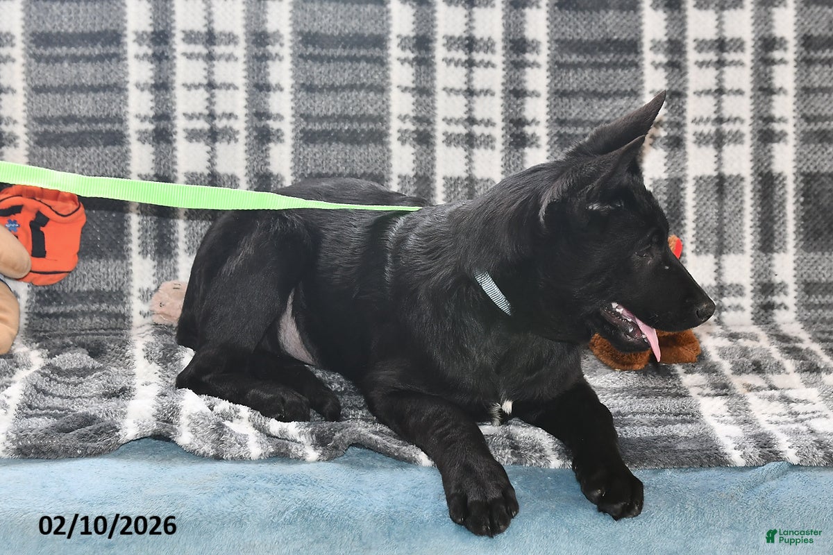 Belgian Malinois dogs Zeus - Ad 2