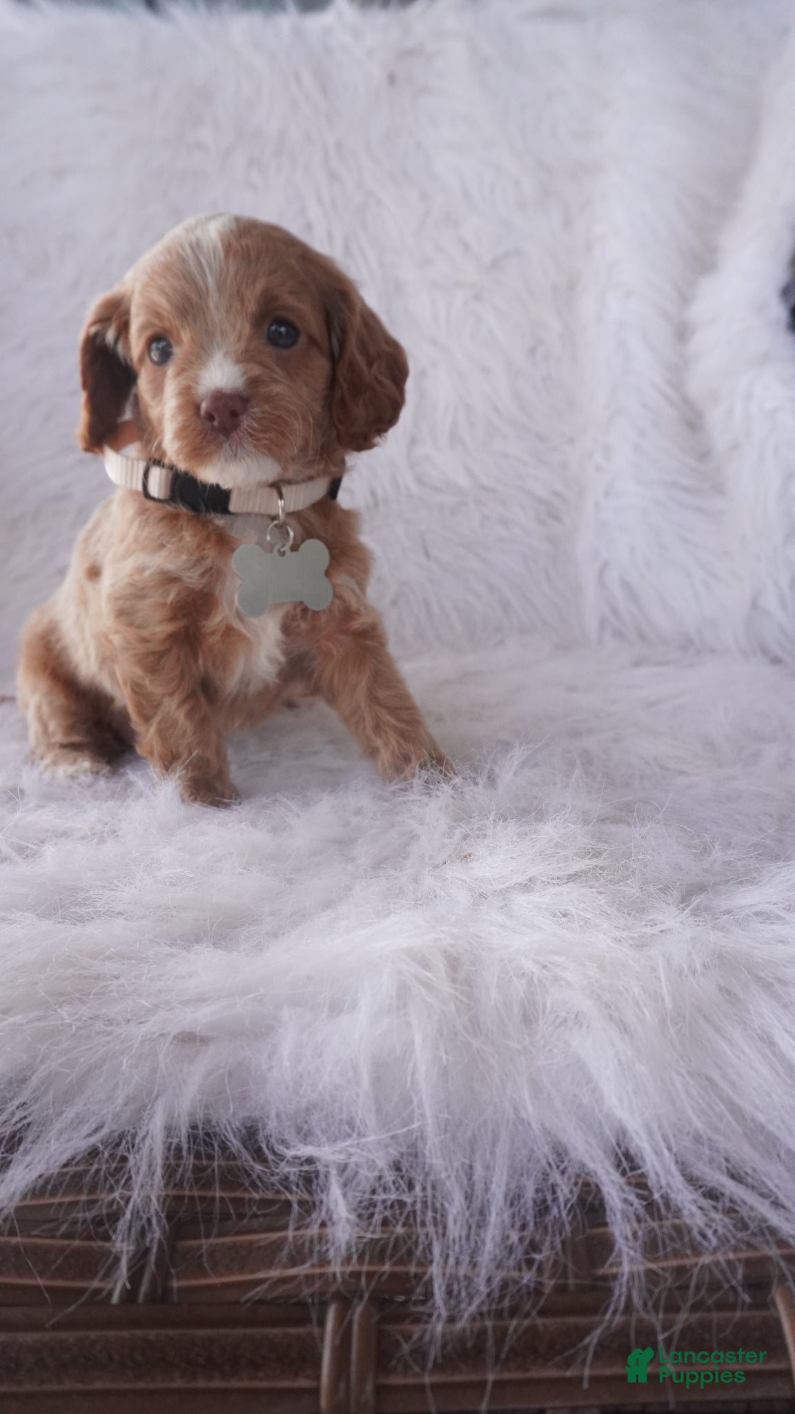 Cavapoo dogs Snow-Drop  - Ad 2