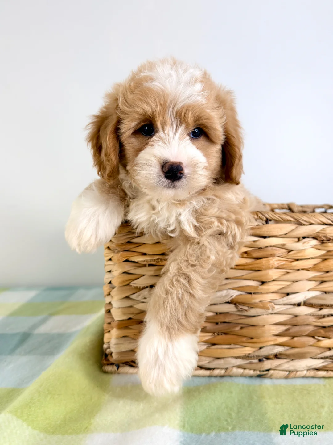 Bernedoodle dogs for sale: Woody - Ad 2