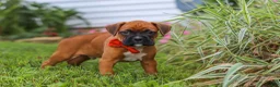 Boxer dogs for sale: Rascal - Ad 11