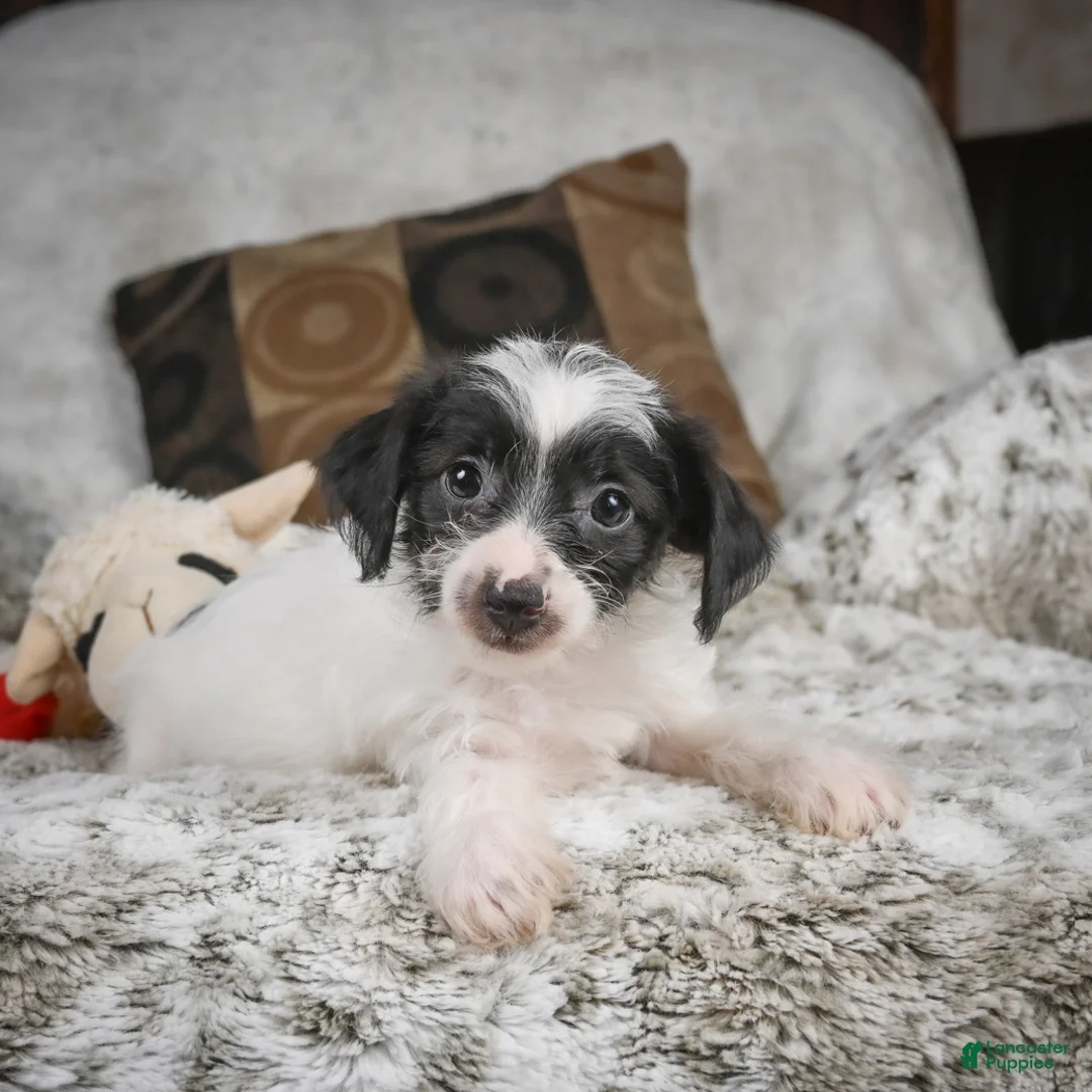 Mixed Breed dogs for sale: Candy - Ad 1