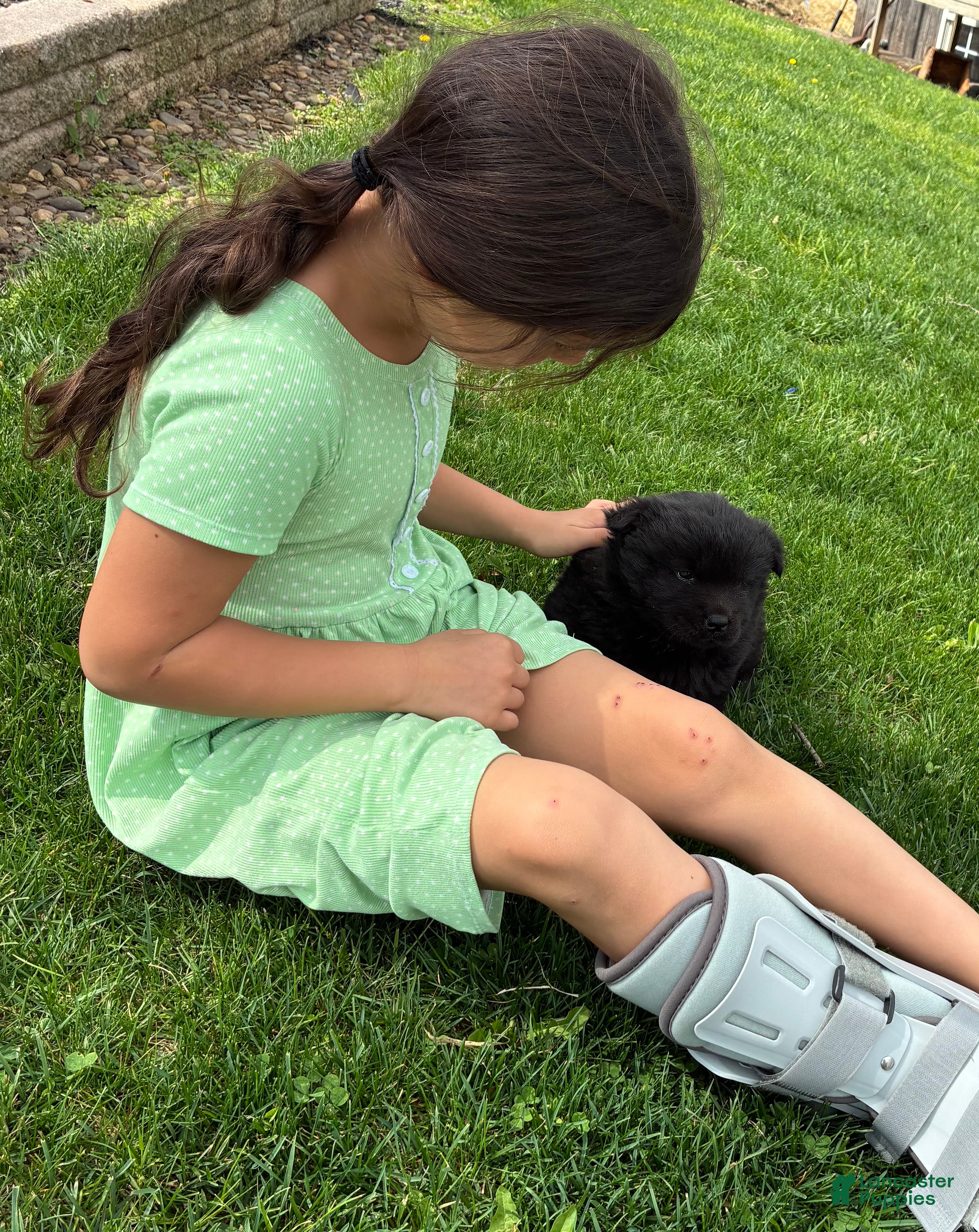 Chow Chow dogs Chow Chow Puppy 1 - Ad 2