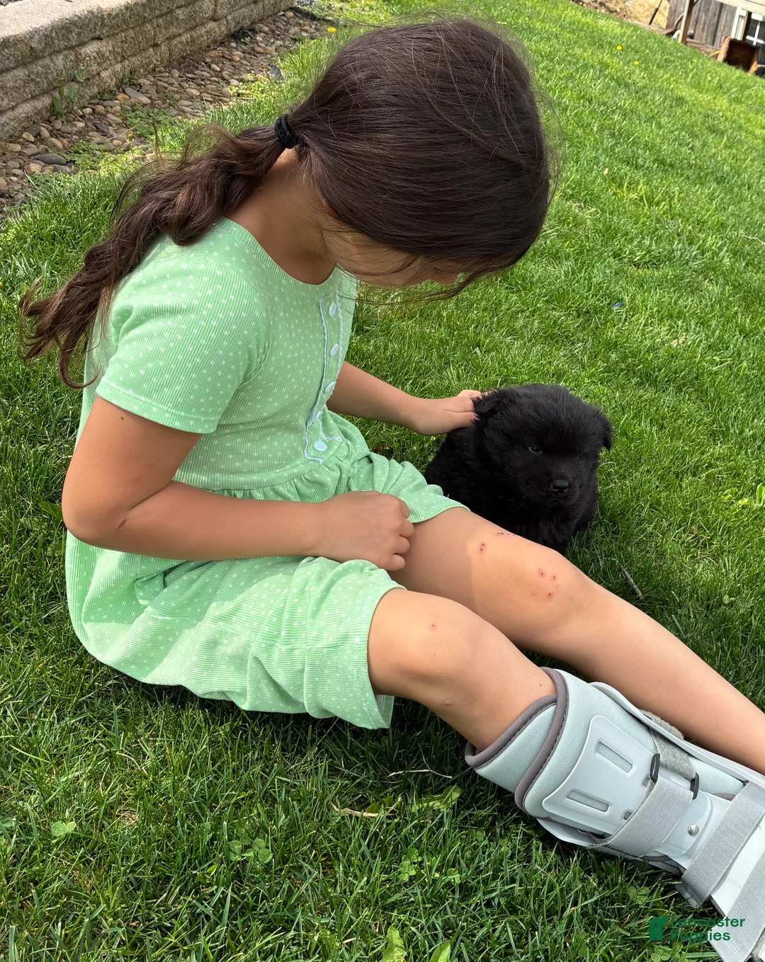 Chow Chow dogs for sale: Violet  - Ad 2