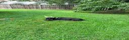 Doberman Pinscher dogs for sale: Olive - Ad 3
