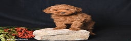 Whoodle dogs for sale: Friendly - Ad 4