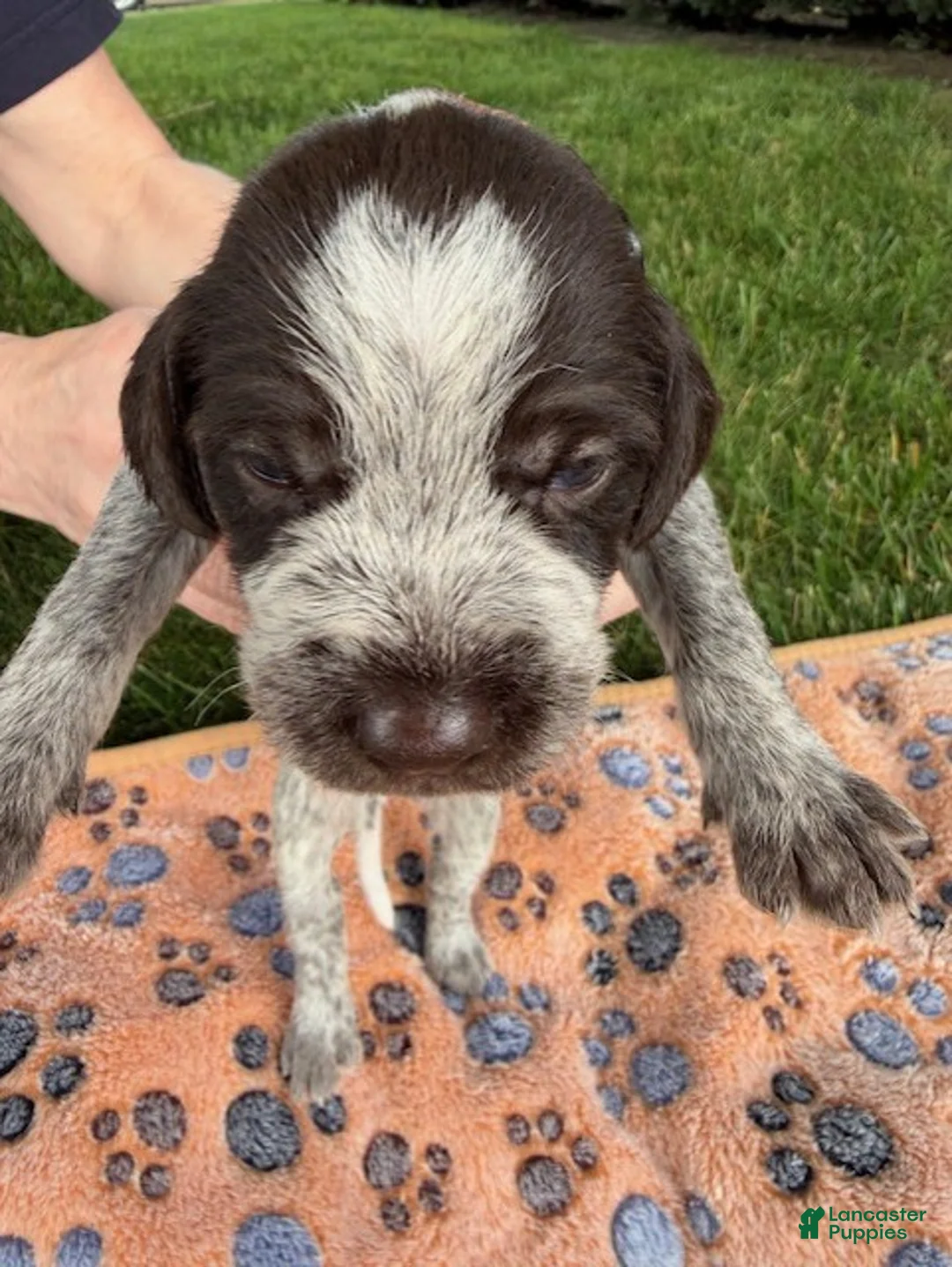 Wirehaired Pointing Griffon dogs for sale: Puppy 4 - Ad 1