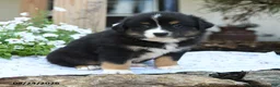 Miniature Australian Shepherd dogs for sale: Winston - Ad 4