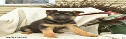German Shepherd dogs for sale: Harper  - Ad 3