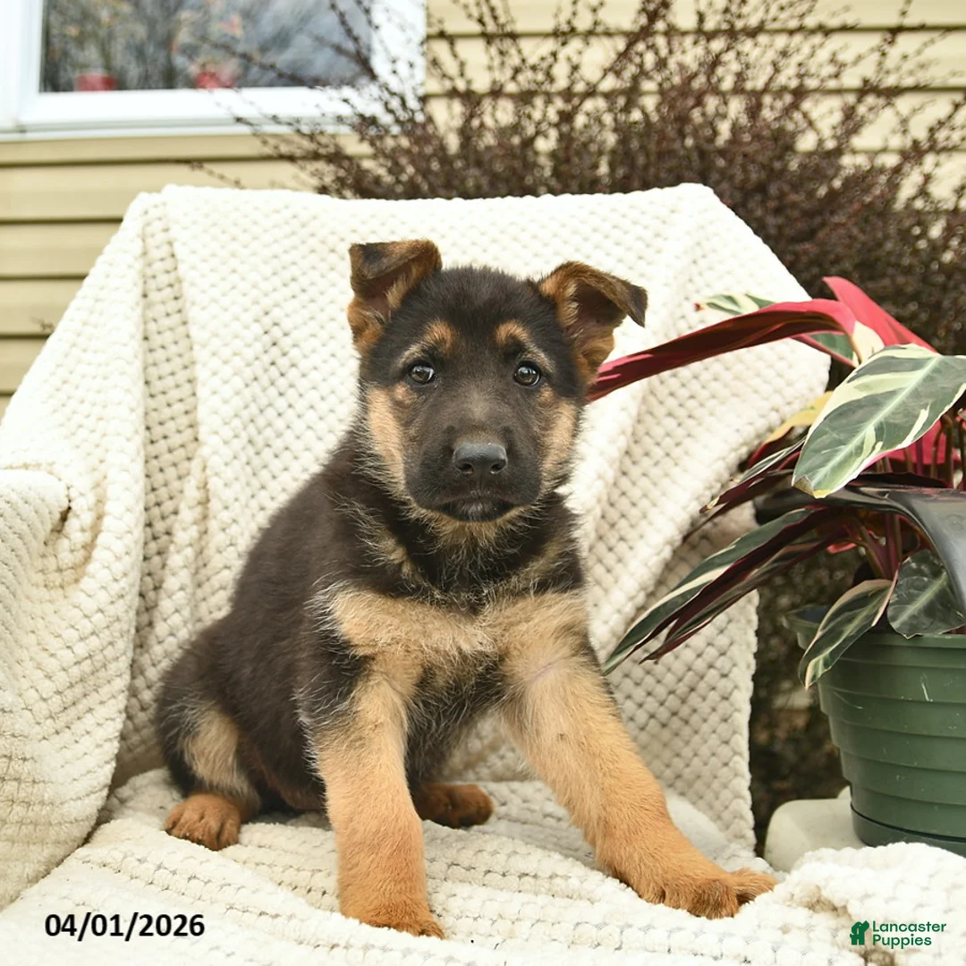 German Shepherd dogs for sale: Harper  - Ad 3