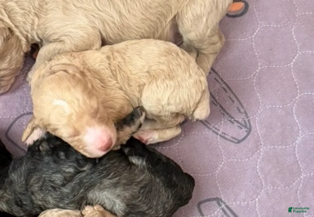 Standard Poodle dogs for sale: Standard Poodle Puppy 6 - Ad 1