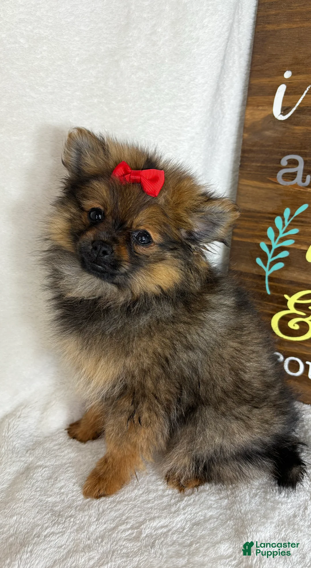 Pomeranian dogs for sale: Pinky - Ad 4