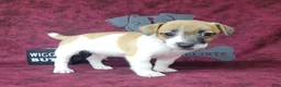 Jack Russell Terrier dogs for sale: Rebel DELIVERY AVAILABLE  - Ad 6