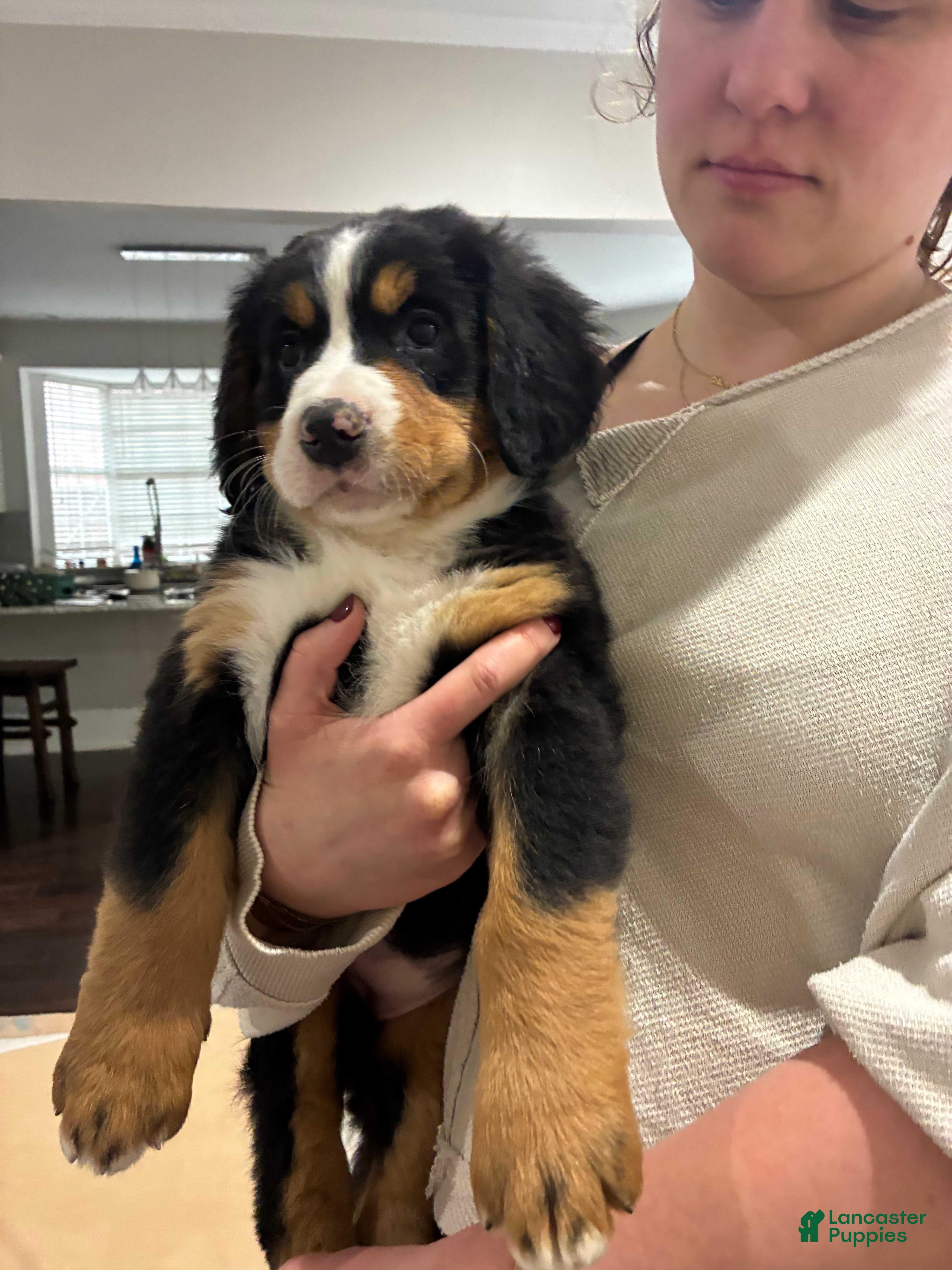 Bernese Mountain Dog dogs Bernese Mountain Dog Puppy 5 - Ad 1