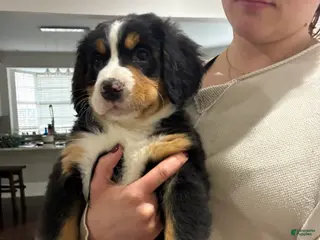 Bernese Mountain Dog dogs Bernese Mountain Dog Puppy 5 - Ad 8