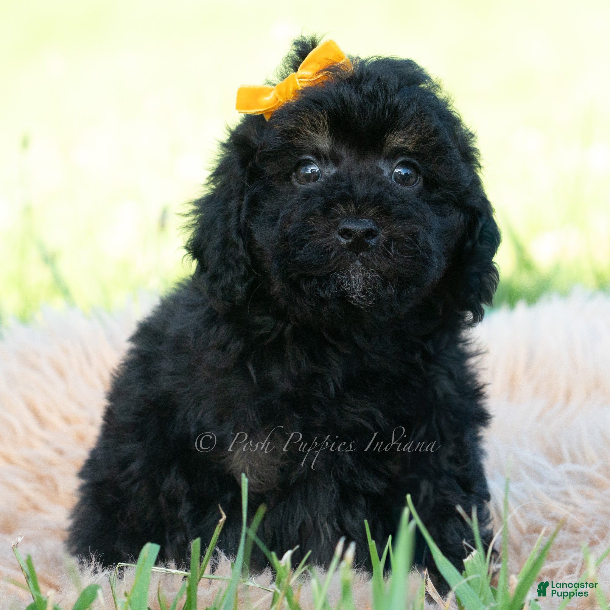 Miniature Poodle dogs Kona - Ad 19
