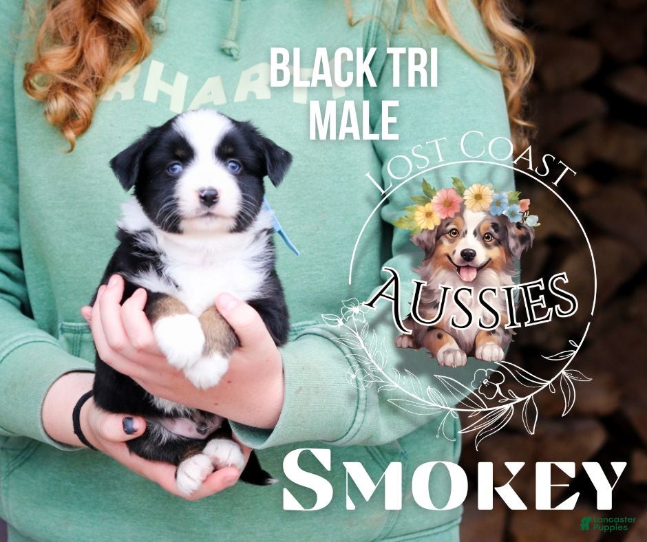 Miniature Australian Shepherd dogs Smokey - Ad 21