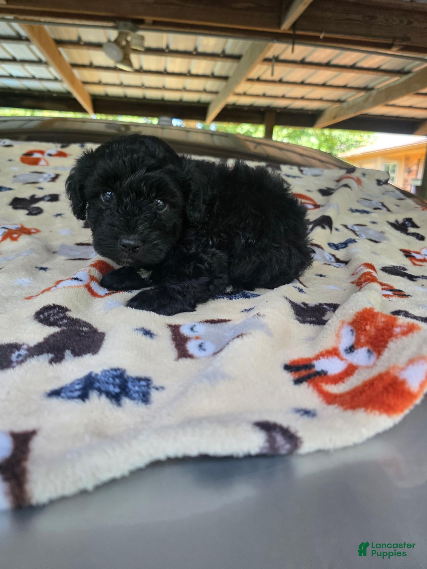 Toy Poodle dogs for sale: Toy Poodle 2 - Ad 1