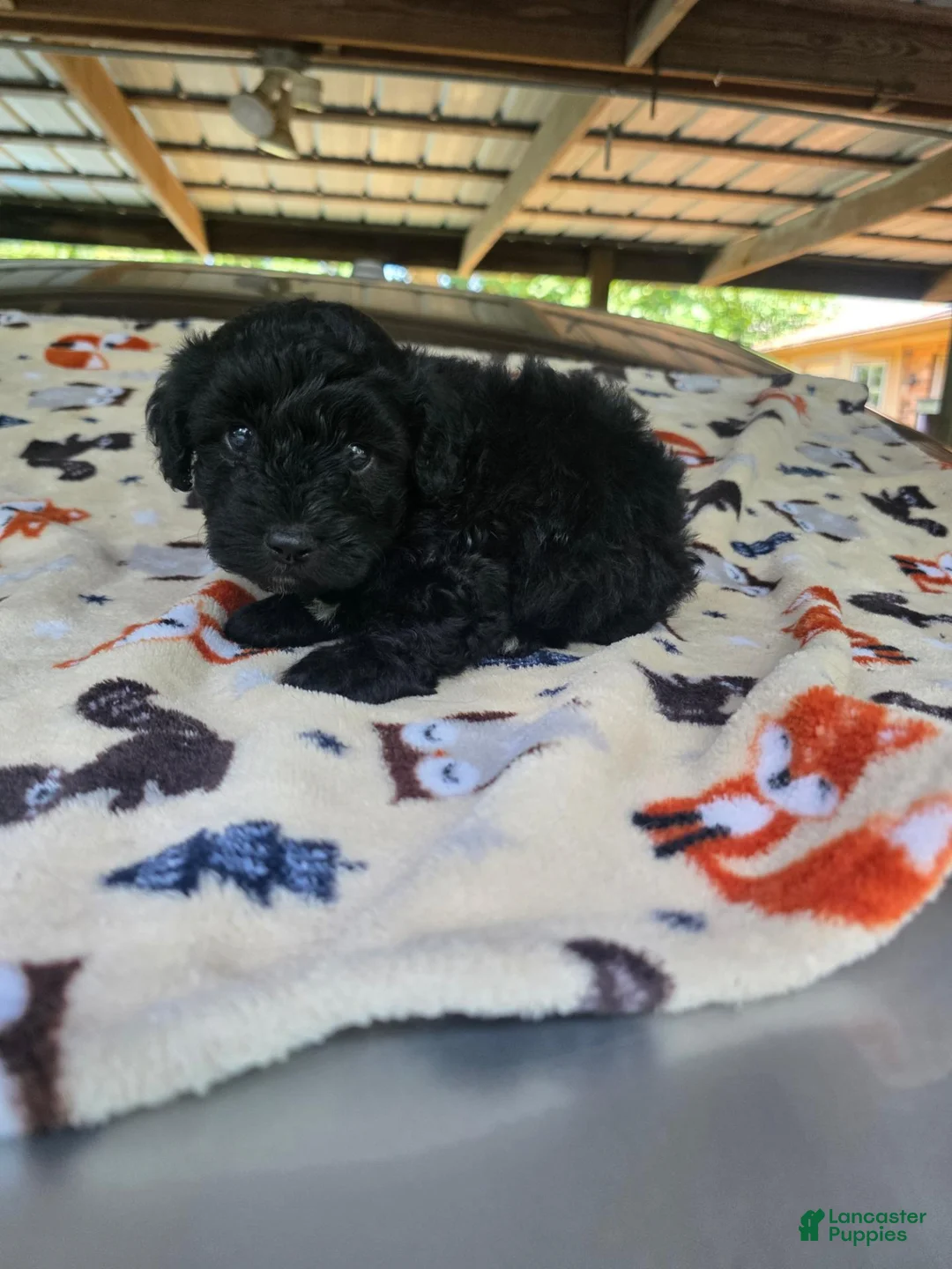 Toy Poodle dogs for sale: Toy Poodle 2 - Ad 1
