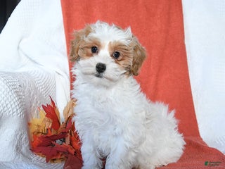 Maltipoo dogs - Ad 19