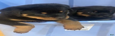 Rottweiler Puppy 4
