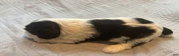Cavalier King Charles Spaniel dogs for sale: Cavalier King Charles Spaniel 3 - Ad 5