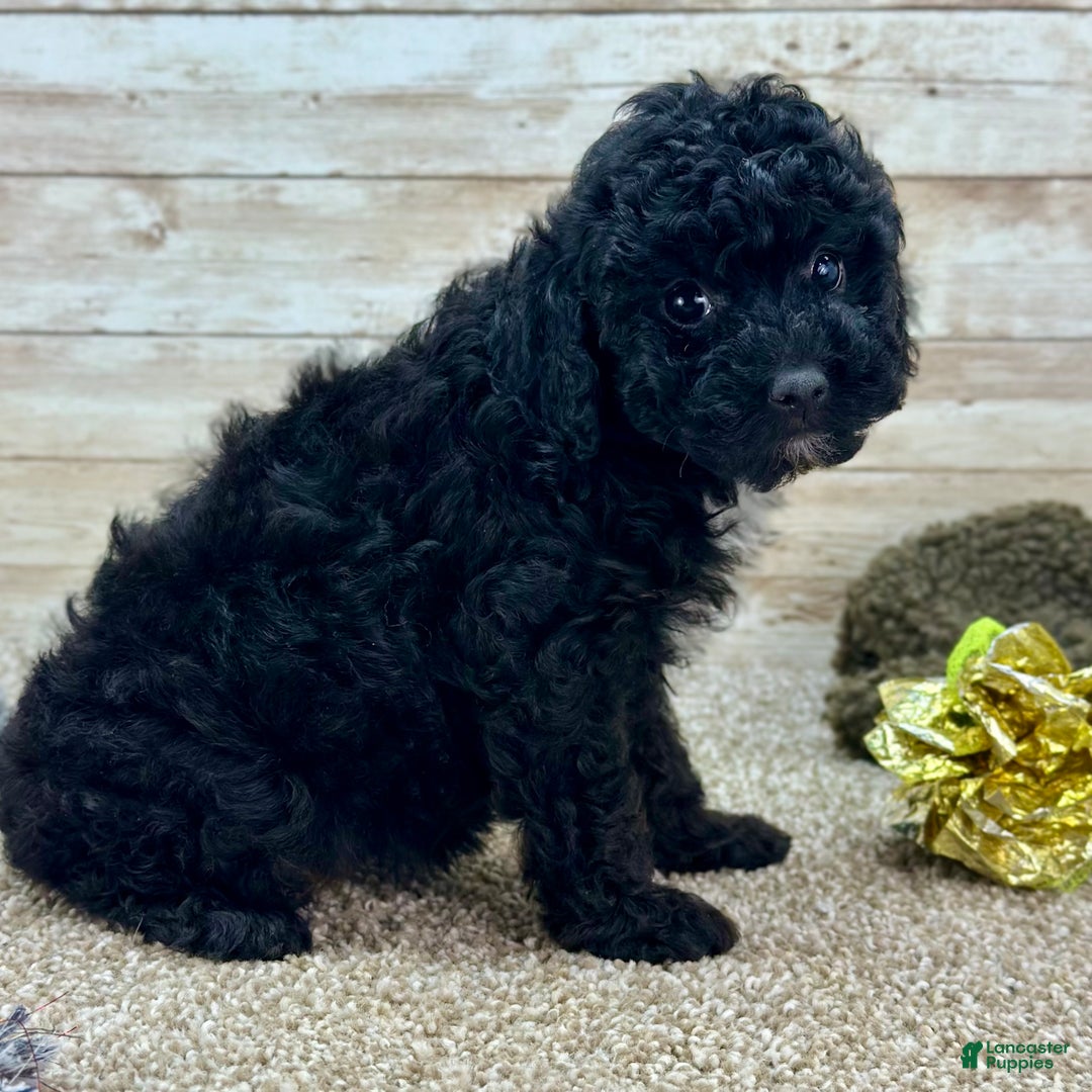 Toy Poodle dogs for sale: Baylee - Ad 3