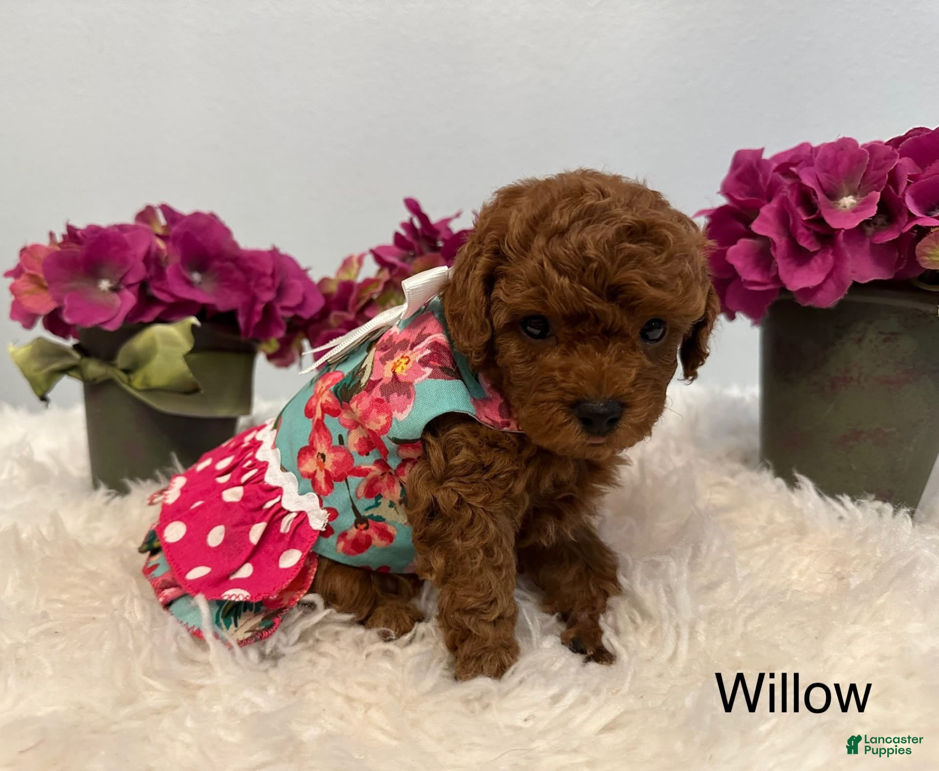 Maltipoo dogs Willow - Ad 1