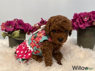 Maltipoo dogs Willow - Ad 35
