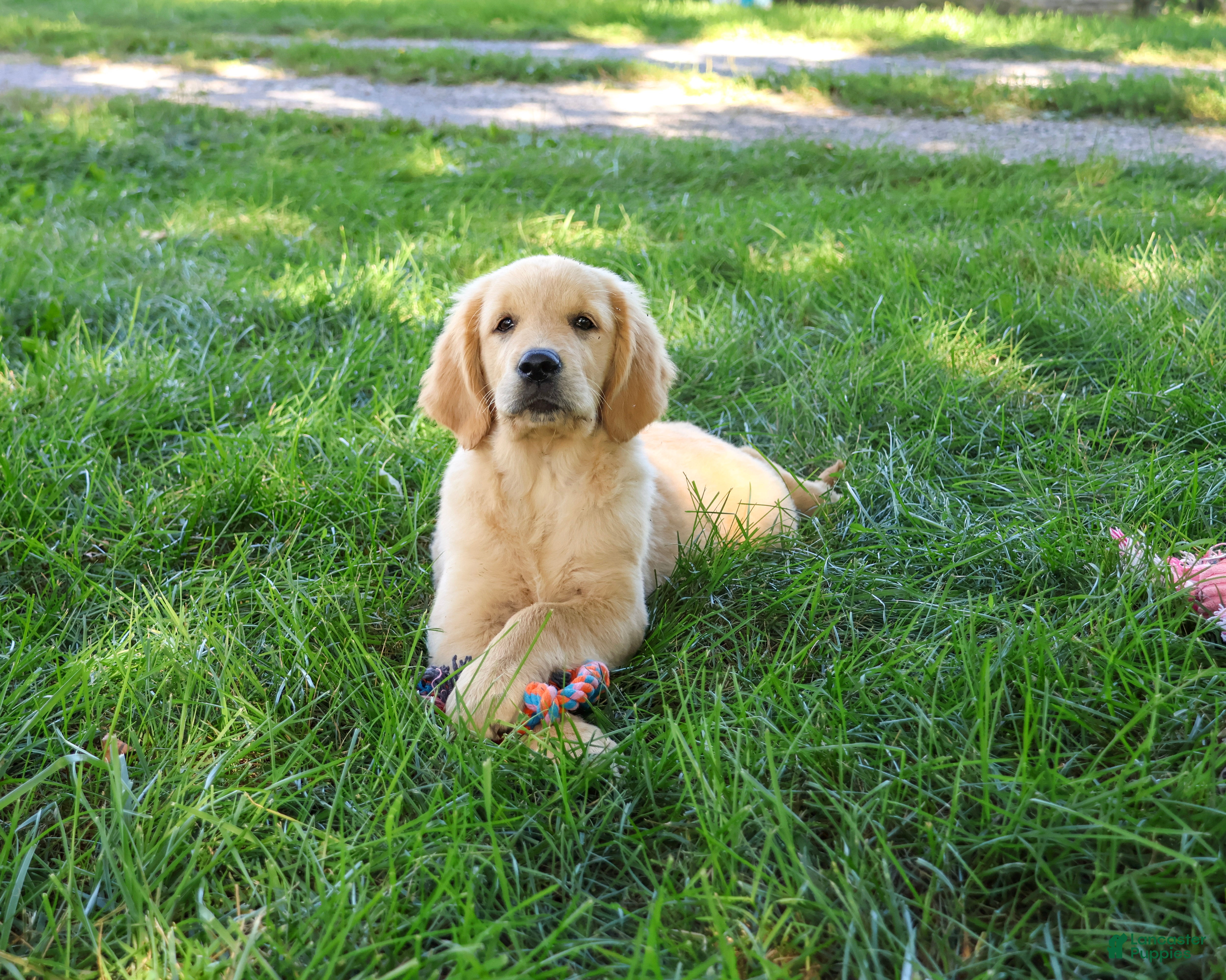 Golden Retriever dogs Giana - Ad 13