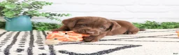Labrador Retriever dogs for sale: Pumbaa  - Ad 4