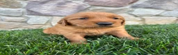 Golden Retriever dogs for sale: Rusty - Ad 3