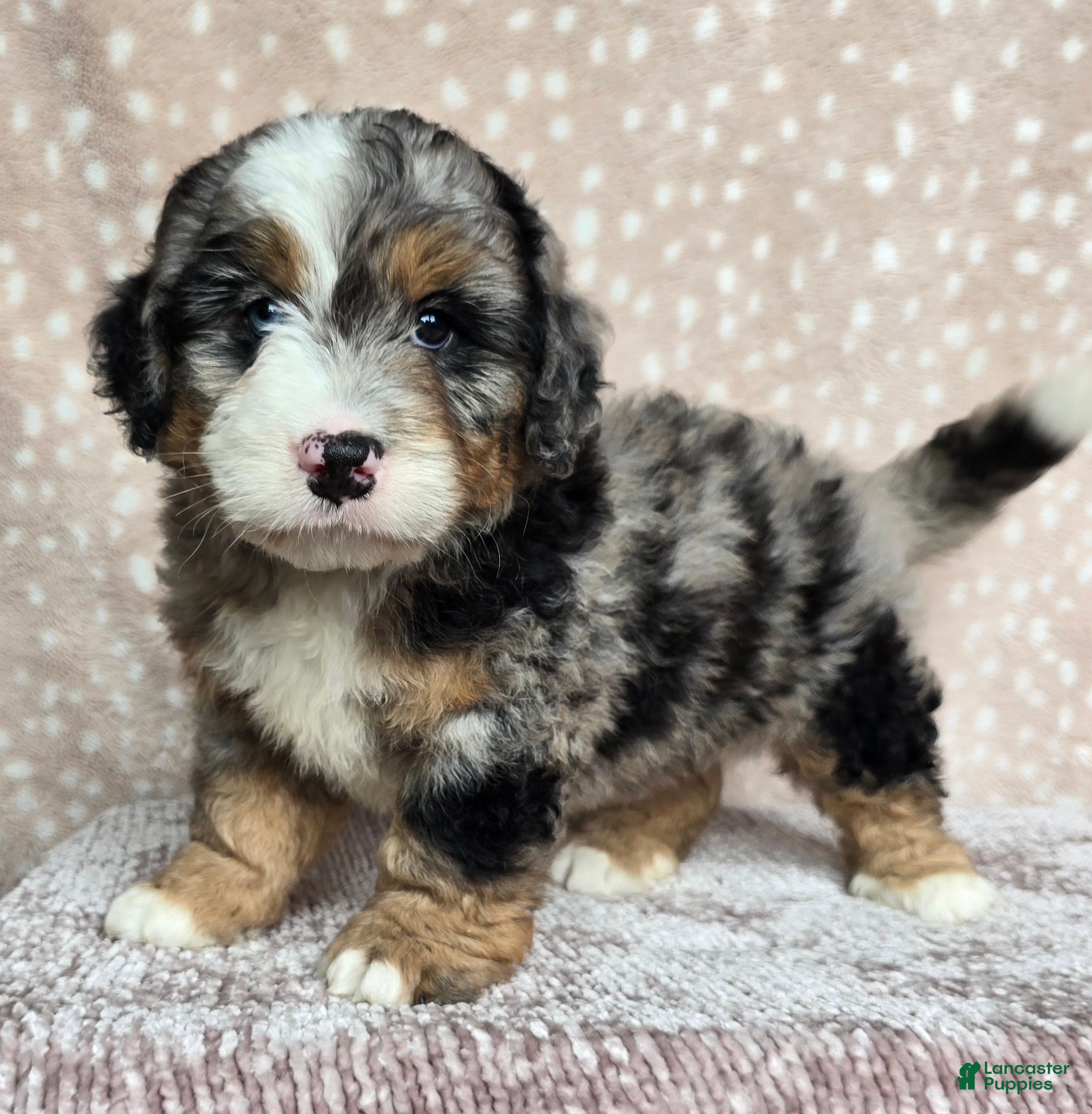 Mini Bernedoodle dogs Mini Shadow - Ad 2