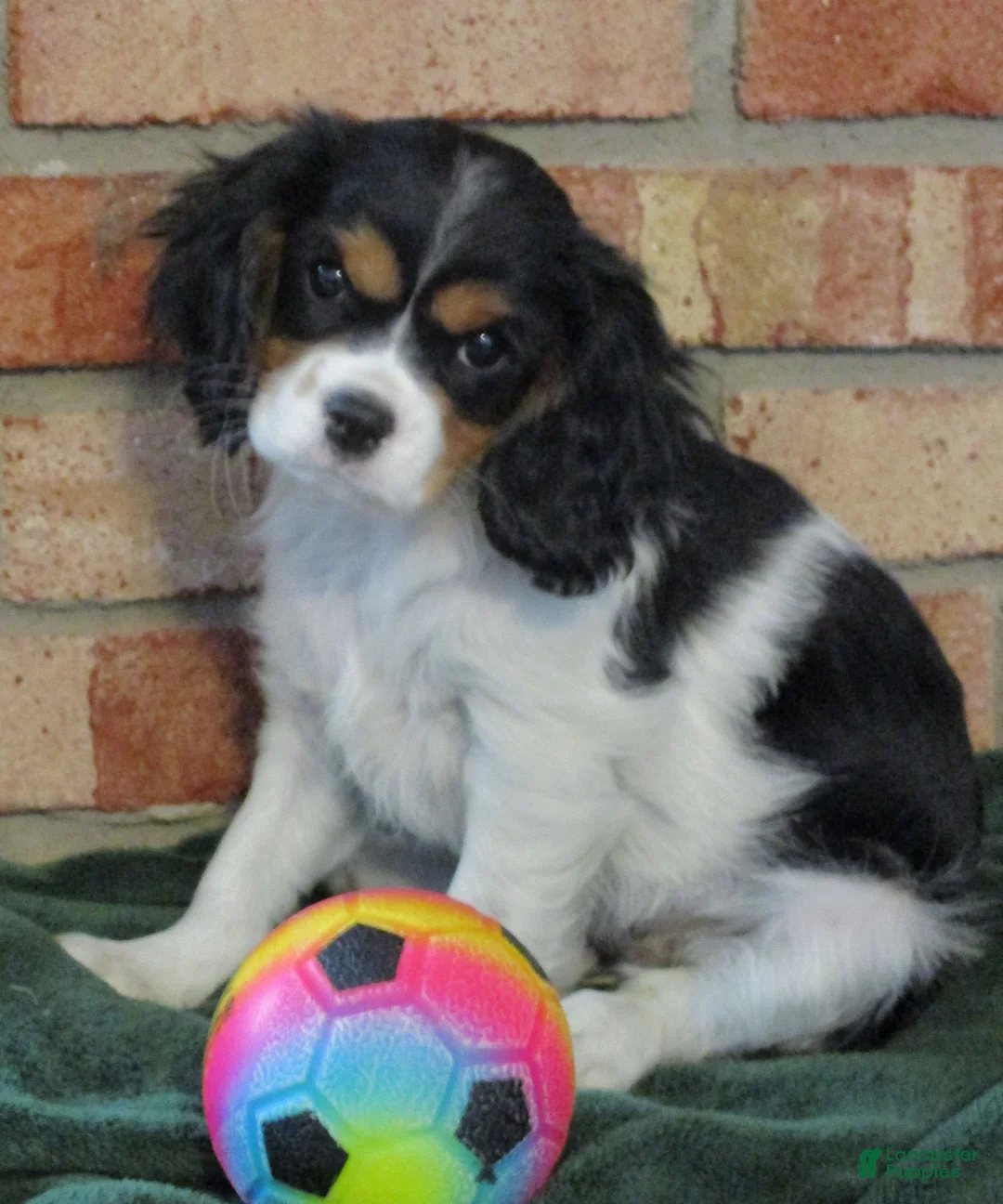 Cavalier King Charles Spaniel dogs for sale: Bella - Ad 1