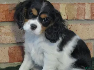 Cavalier King Charles Spaniel dogs Bella - Ad 12