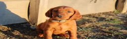 Mixed Breed dogs for sale: Mixed Breed Puppy 7 - Ad 1