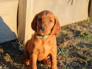 Mixed Breed dogs for sale: Mixed Breed Puppy 7 - Ad 4