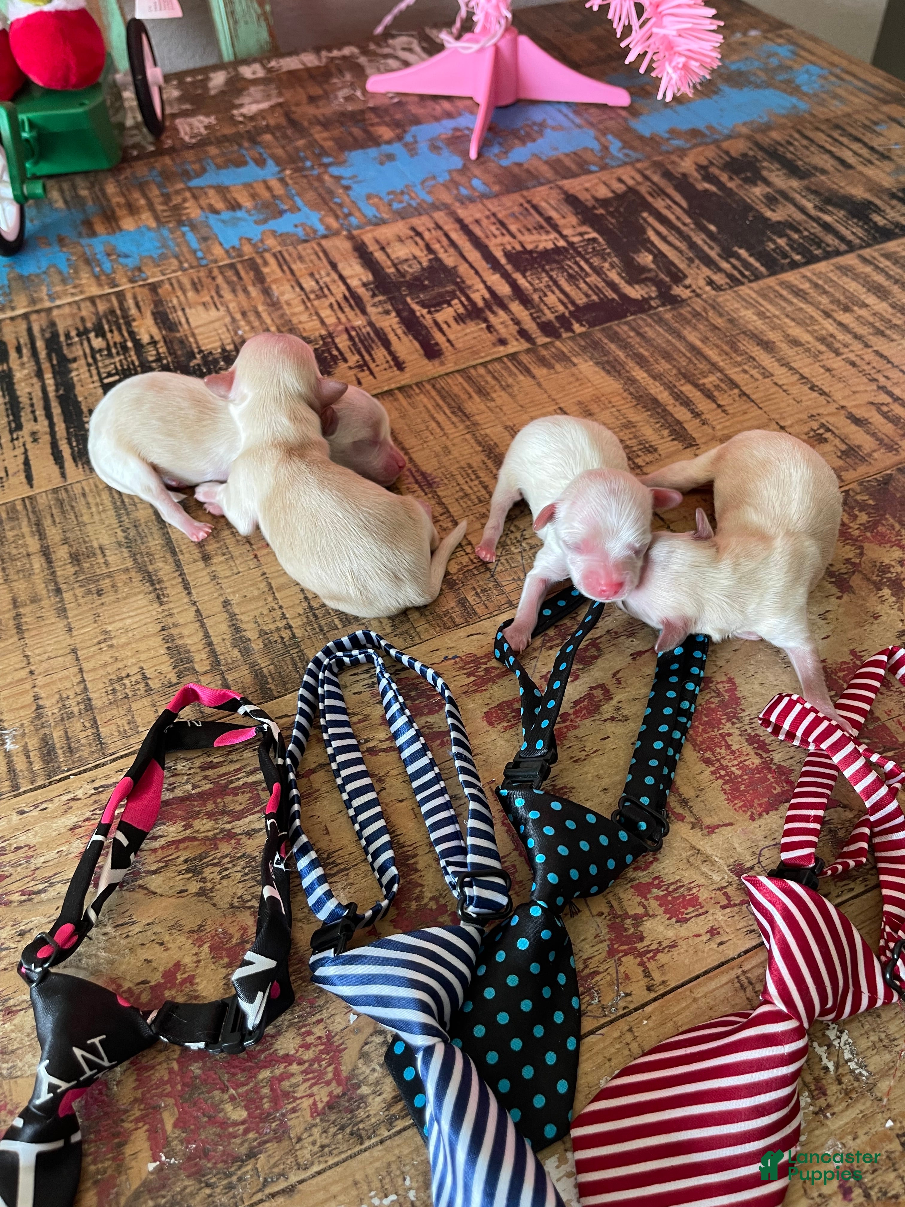 Maltipoo dogs Maltipoo Puppy 3 - Ad 19