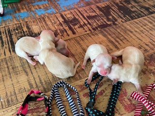 Maltipoo dogs Maltipoo Puppy 3 - Ad 11